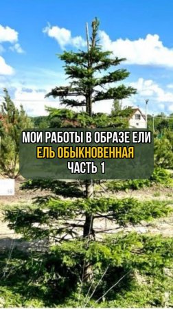 Мои работы в образе ели. Ель обыкновенная. часть 1