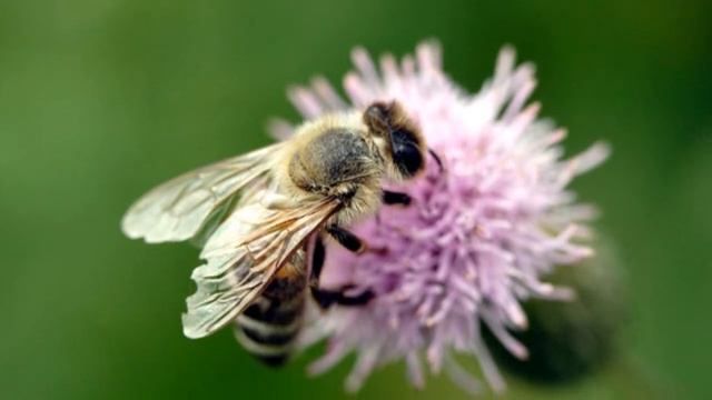 ПЧЁЛЫ смотреть онлайн