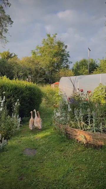 Ducks enjoying their life in our cottage garden 🌱🪿 #cottagecore смотреть онлайн