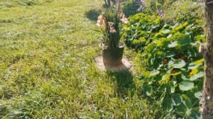 ПОЕЗДКА В ДЕРЕВНЮ. КАКОВО ЖИТЬ В БЕЛАРУСИ.