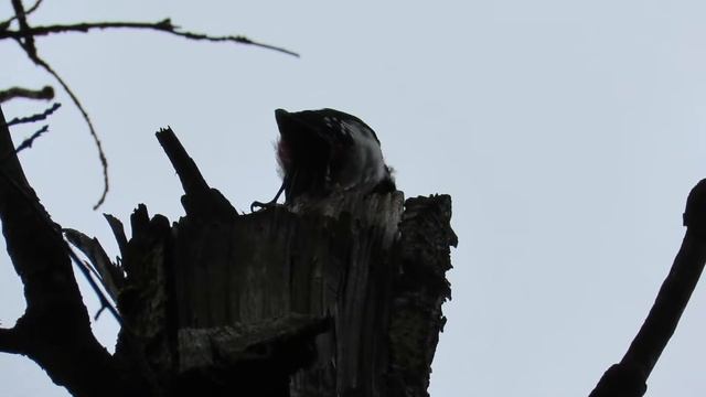 Столовая дятла смотреть онлайн