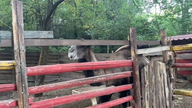Лань зоопарк дети смотреть онлайн