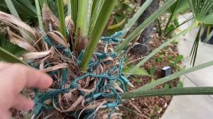 Winterizing your Trachycarpus in zone 6/7