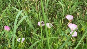 Вьюнок полевой и маленькие полосатые труженицы