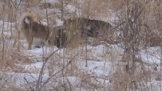 Настораживаю капканы на куницу,подвожу итоги охоты с молодыми лайками,добыли лося. смотреть онлайн