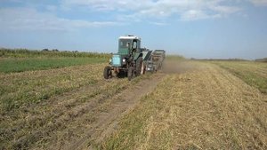 Копка картофеля польской копалкой детальное видео.