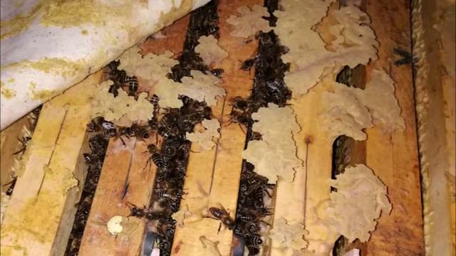 16.01.20 г. Z-рация, "Творческое пчеловодство", общение пчеловодов после эфира с  Малыхиным В.Е. смотреть онлайн