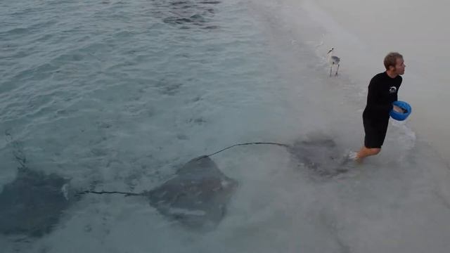 Кормление скатов Тадж Экзотика смотреть онлайн