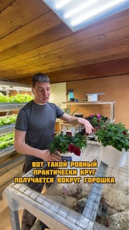 Формирую петунии