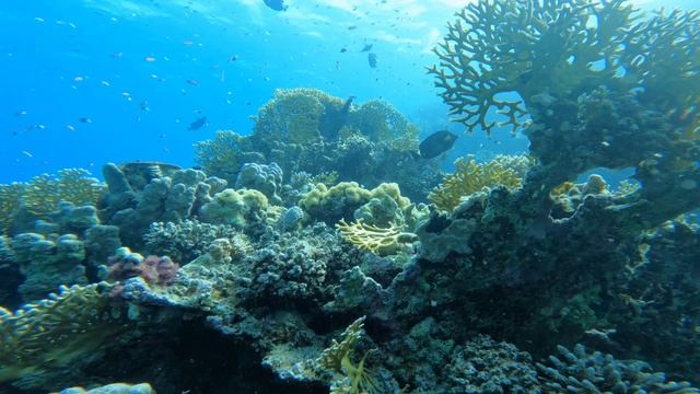The beautiful house reef of Marsa Shagra, South смотреть онлайн