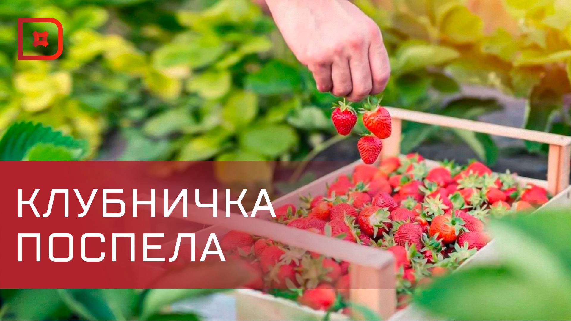 В Дагестане созрела ранняя клубника