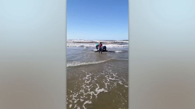 Такое Редко Увидишь! Случаи На Пляже 1 На Миллион Снятые На Камеру смотреть онлайн