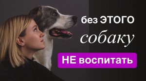 3 важнейших детали в ВОСПИТАНИИ СОБАКИ