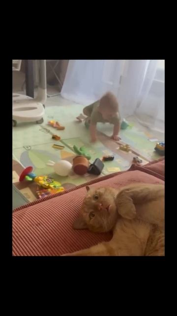 Котики (16) смотреть онлайн