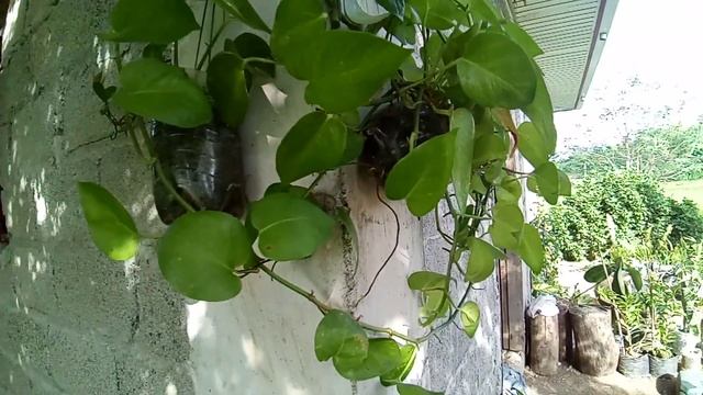 Eco-friendly Garden using recycled plastic