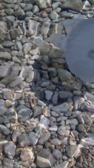 Феодосия Приморский огромные медузы смотреть онлайн