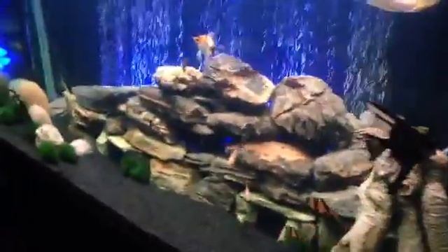 My 330 litre tropical tank смотреть онлайн