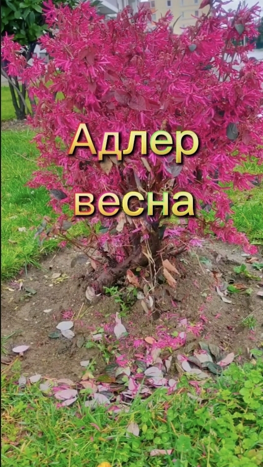 Алдер. Весна.