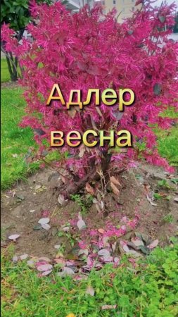 Алдер. Весна.