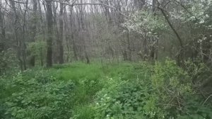 Звуки весеннего Ставропольского леса 19.04.2022.г