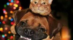 🐕🦺 Он просто хотел полежать. Но хвост — не согласен.