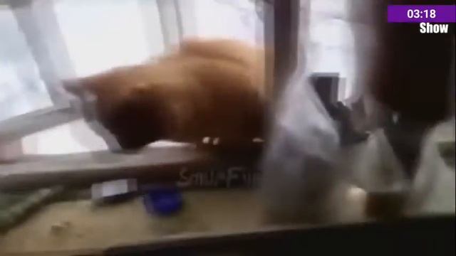 тест на психику (ржу немагу)