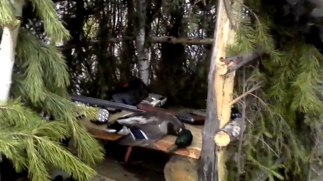 Зарисовки с охоты весна 2016 смотреть онлайн