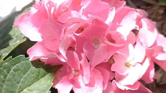 Как изменить цвет крупнолистной гортензии. Развеиваю мифы!!! смотреть онлайн