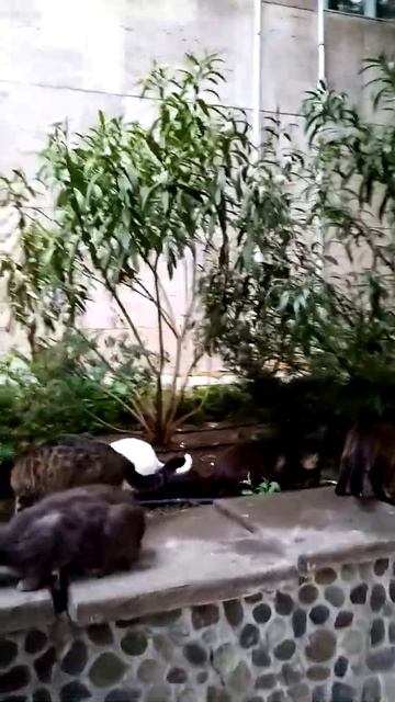 #Всегда_этих_санаторных_кошек_покормят#алушта#cat#cats#pet#art#nature#motivation#мир#russia#peace# смотреть онлайн