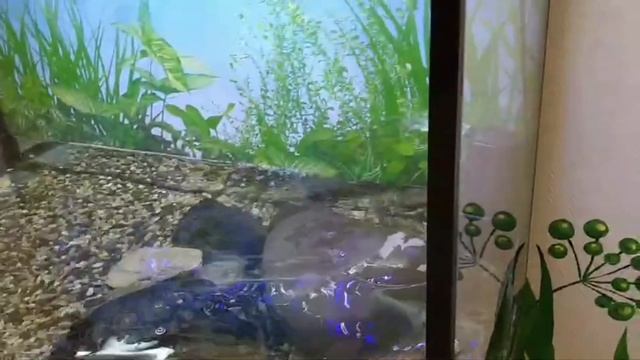 САНАТОРИЙ ,, СИБИРЬ,,. ШВЕДСКИЙ СТОЛ, ДВА БАССЕЙНА И ПРЕКРАСНОЕ НАСТРОЕНИЕ !!! смотреть онлайн