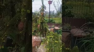 #дача #камнеломки#очитки#весна🌼🍀 Музыка_ SweetМузыкант_ LiQWYDURL_ https___www.soundcloud.com_liqw
