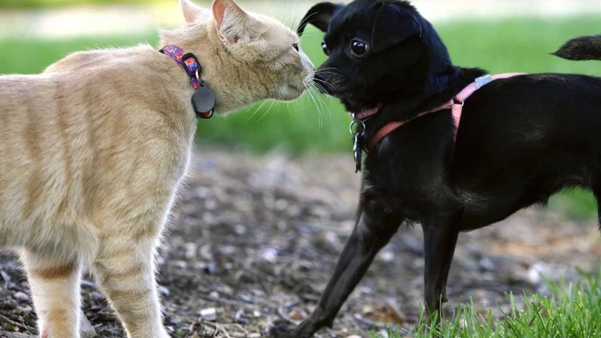 Приколы с Котами и Собаками! Смешные животные! Забавные Видео с Животными! смотреть онлайн