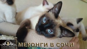 Меконгские бобтейлы в Сочи