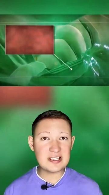 Почему киты взрываются после смерти? смотреть онлайн