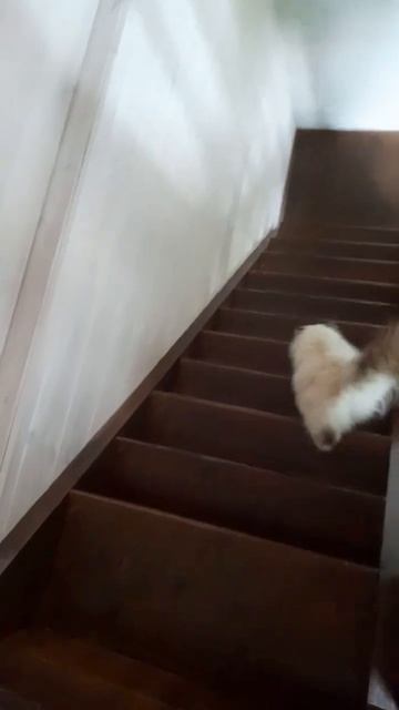 Отдых под названием-огород #кошечкабэль смотреть онлайн