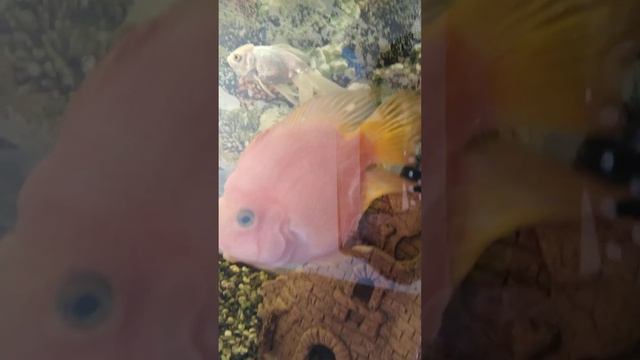 Крым. Отель "Золотая рыбка". смотреть онлайн