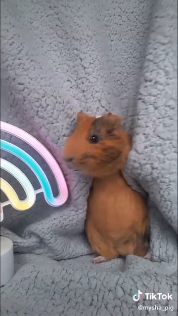 Танец морской свинки 🙂 смотреть онлайн