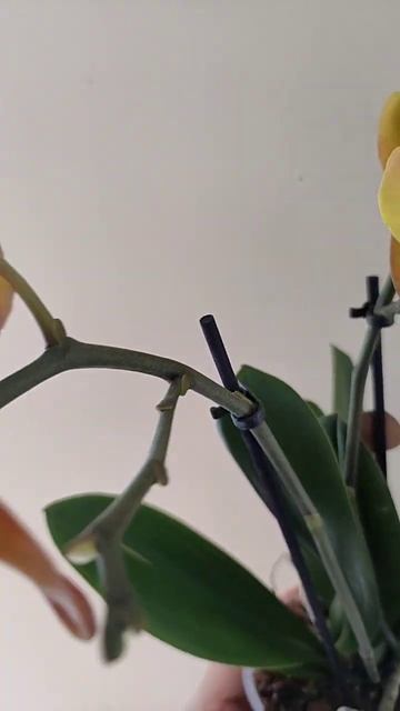 Орхидея Лас Вегас. Жёлто румяная красотка! смотреть онлайн