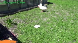 Гоша переворачивает воду. Гусятам весело на улице, они нашли лужу!