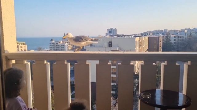 Болгария отель в Варне кормим гларусов ))) смотреть онлайн