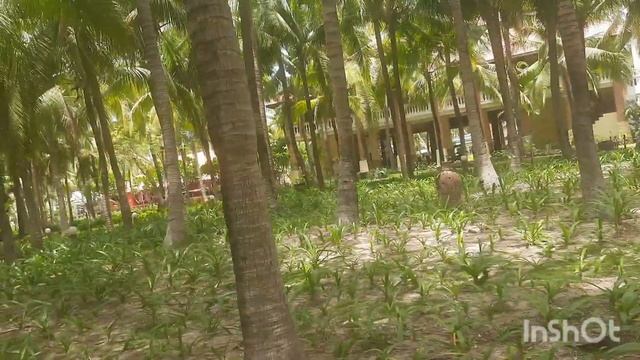 Отель #DESSOLE  BEACH  RESORT"  Муйне, Вьетнам, апрель 2024г