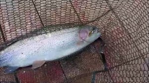 Спиннинг, донка, бомбарда. Рыбалка на Нижнем. Клёвое место Лосиный остров.