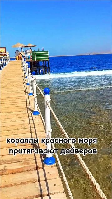 Египет, Шарм-эль-Шейх, Charmillion club Aqua Park #море #отдых #travel #хургада #гиза #природа #пля смотреть онлайн