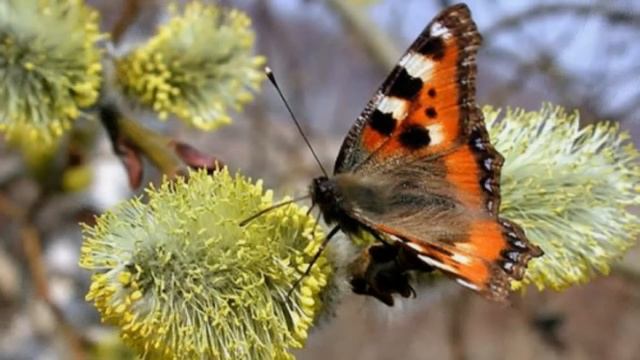 22 августа народный праздник Матвеев день. Какой будет погода. Народные приметы и традиции. смотреть онлайн