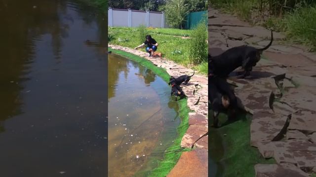 День ВМФ (первый заплыв) смотреть онлайн