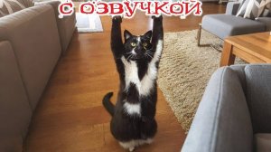 Приколы с котами! С ОЗВУЧКОЙ! Смешные коты и собаки! Смешное видео с животными!