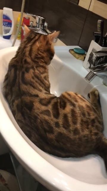 Бенгал. Кот Сэм. Изверги, включите воду! смотреть онлайн