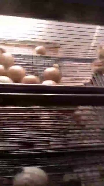 Фазанята в инкубаторе. Домик в Подмосковье смотреть онлайн