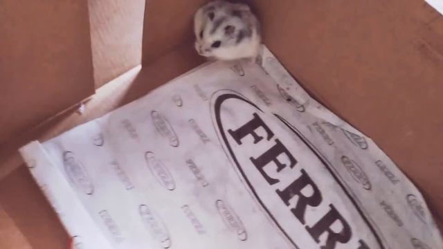 Коля пытается выбраться из коробки смотреть онлайн