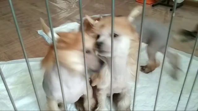 Жизнь за решеткой)))) смотреть онлайн